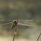 Vierfleck – Libellula quadrimaculata