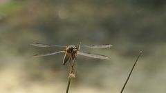 Vierfleck – Libellula quadrimaculata