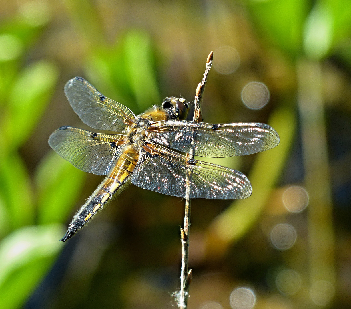 Vierfleck (Libellula quadrimaculata)