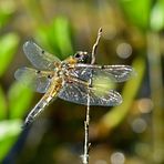 Vierfleck (Libellula quadrimaculata)