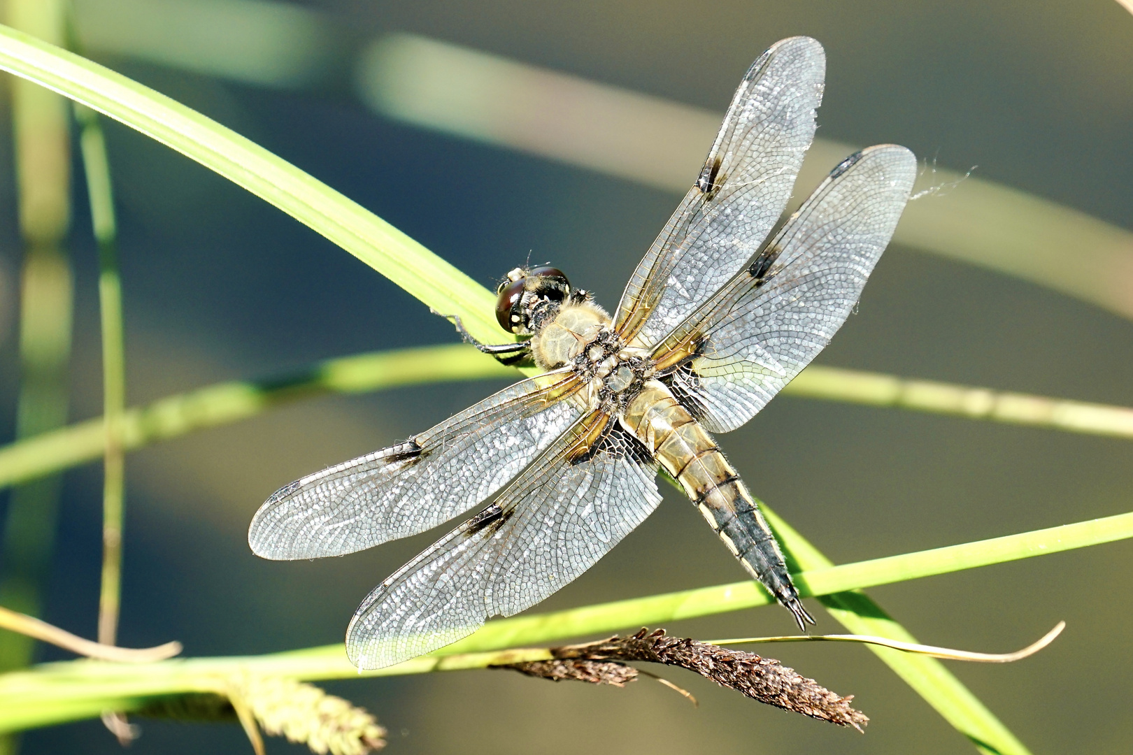 Vierfleck (Libellula quadrimaculata)