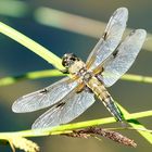 Vierfleck (Libellula quadrimaculata)