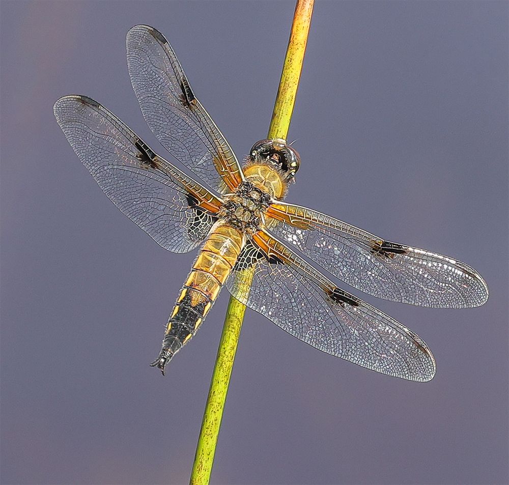 Vierfleck (Libellula quadrimaculata)