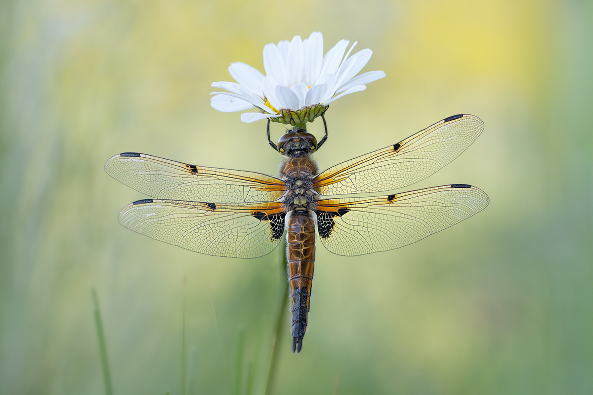 Vierfleck Libellula quadrimaculata