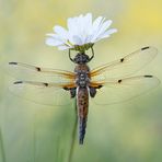 Vierfleck Libellula quadrimaculata