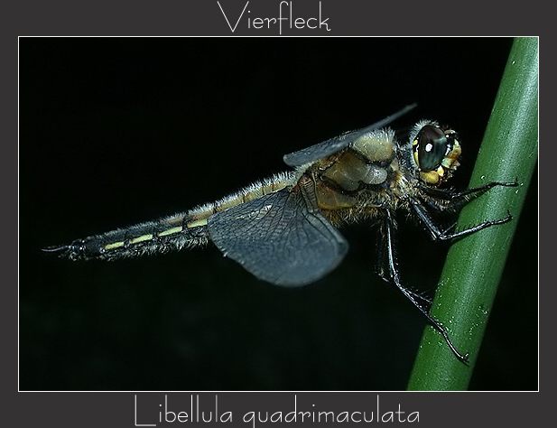 Vierfleck    ( Libellula quadrimaculata )