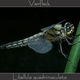 Vierfleck    ( Libellula quadrimaculata )