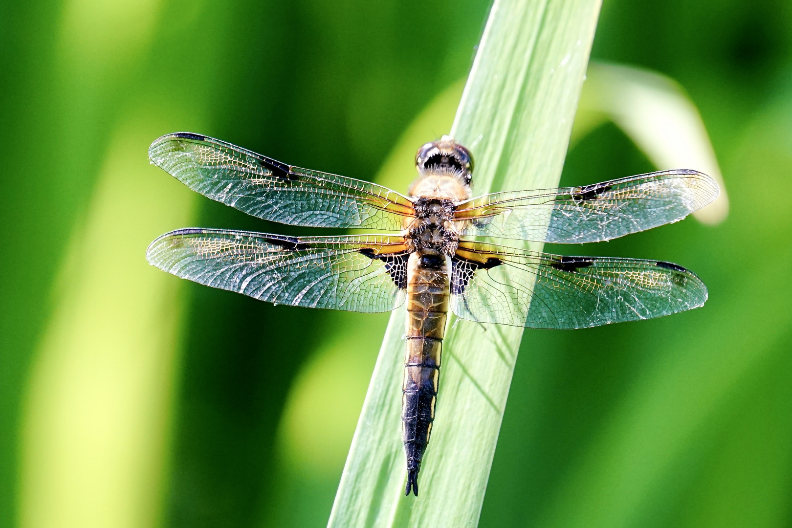 Vierfleck (Libellula quadrimaculata)