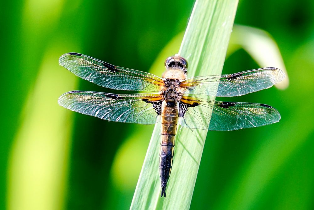 Vierfleck (Libellula quadrimaculata)