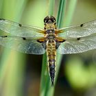 Vierfleck (Libellula quadrimaculata)