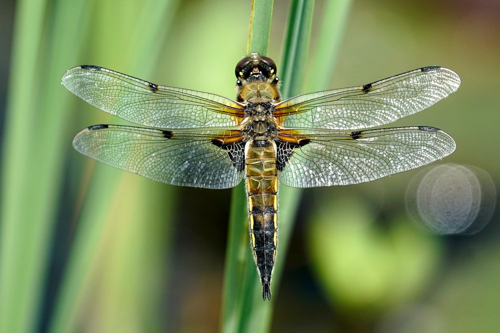 Vierfleck (Libellula quadrimaculata)