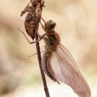 Vierfleck (Libellula quadrimaculata)