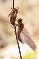 Vierfleck (Libellula quadrimaculata)