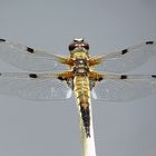 --- Vierfleck (Libellula quadrimaculata) ---