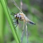 Vierfleck  (Libellula quadrimaculata)