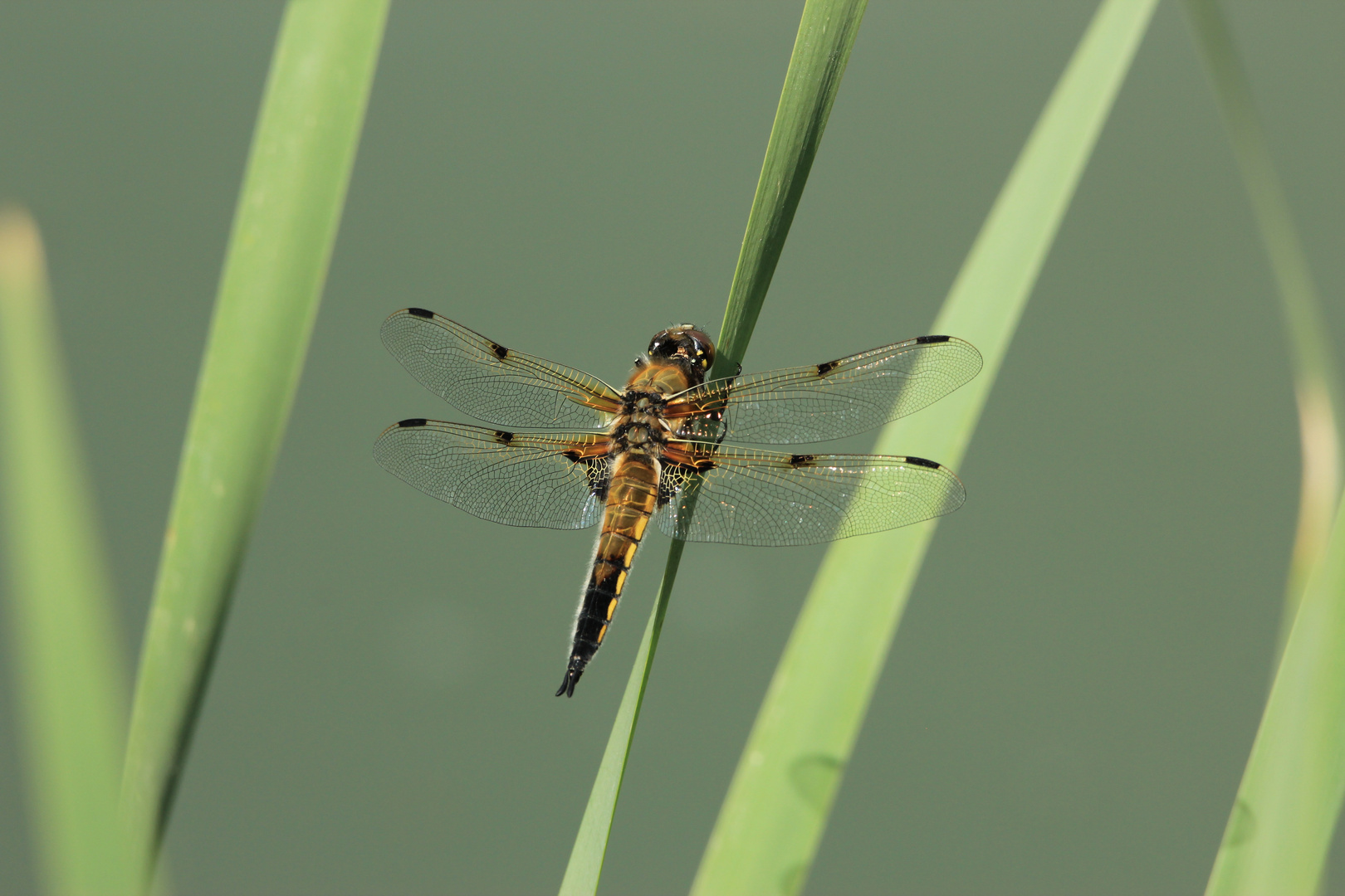 Vierfleck – Libellula quadrimaculata