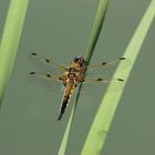 Vierfleck – Libellula quadrimaculata