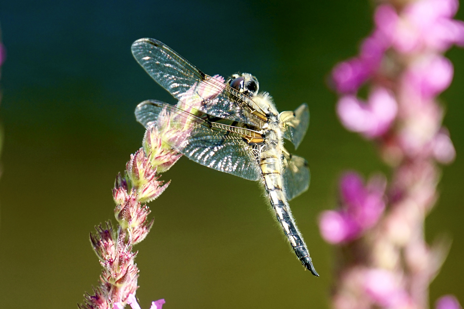 Vierfleck (Libellula quadrimaculata)