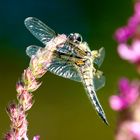 Vierfleck (Libellula quadrimaculata)