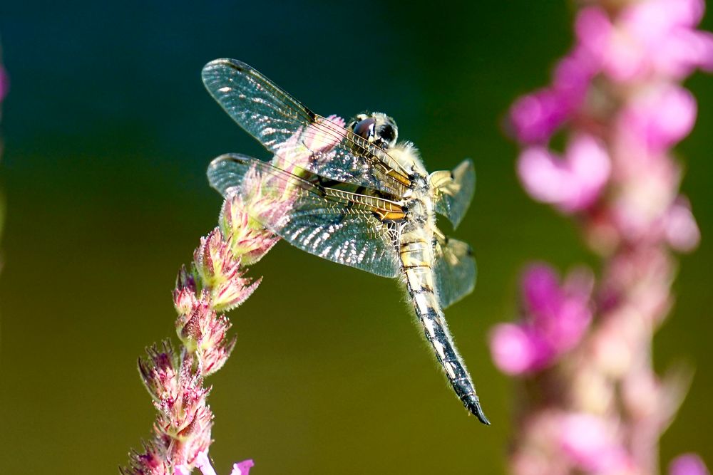 Vierfleck (Libellula quadrimaculata)