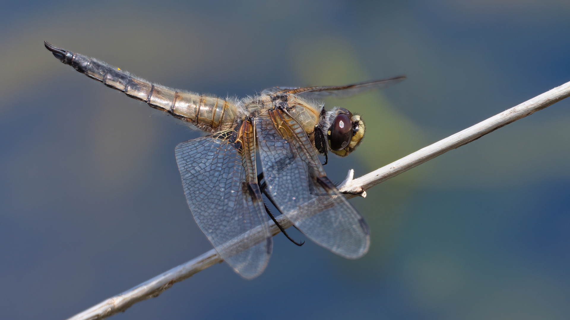 Vierfleck (Libellula quadrimaculata)