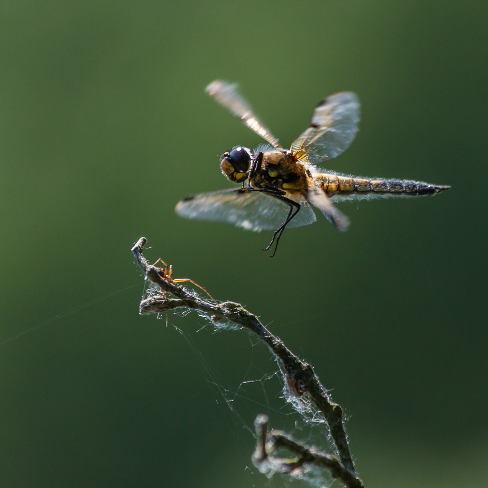 Vierfleck (Libellula quadrimaculata)