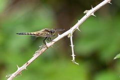 Vierfleck (Libellula quadrimaculata)