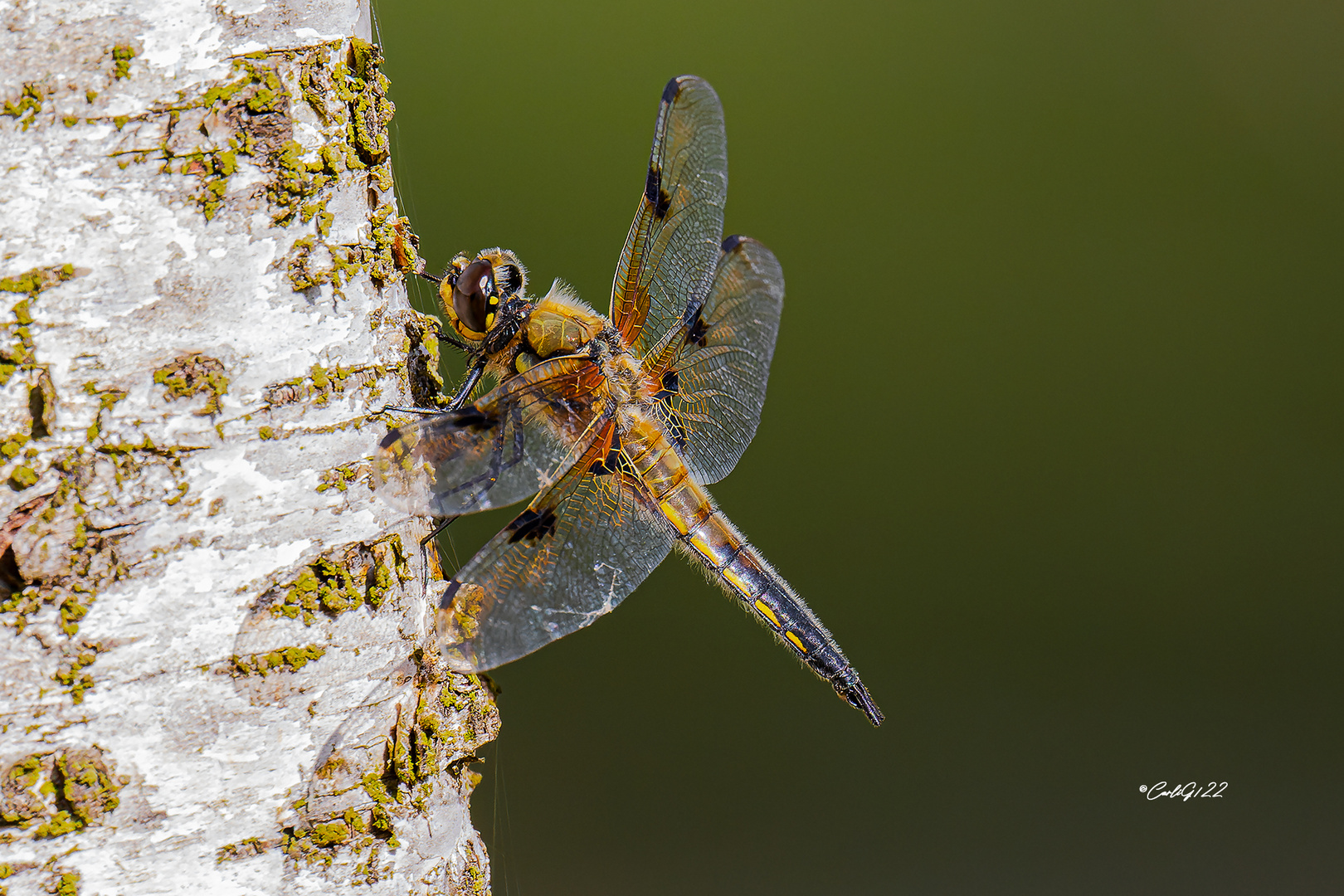 Vierfleck (Libellula quadrimaculata) 