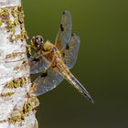 Vierfleck (Libellula quadrimaculata) 