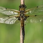 Vierfleck - Libellula quadrimaculata