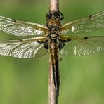 Vierfleck - Libellula quadrimaculata