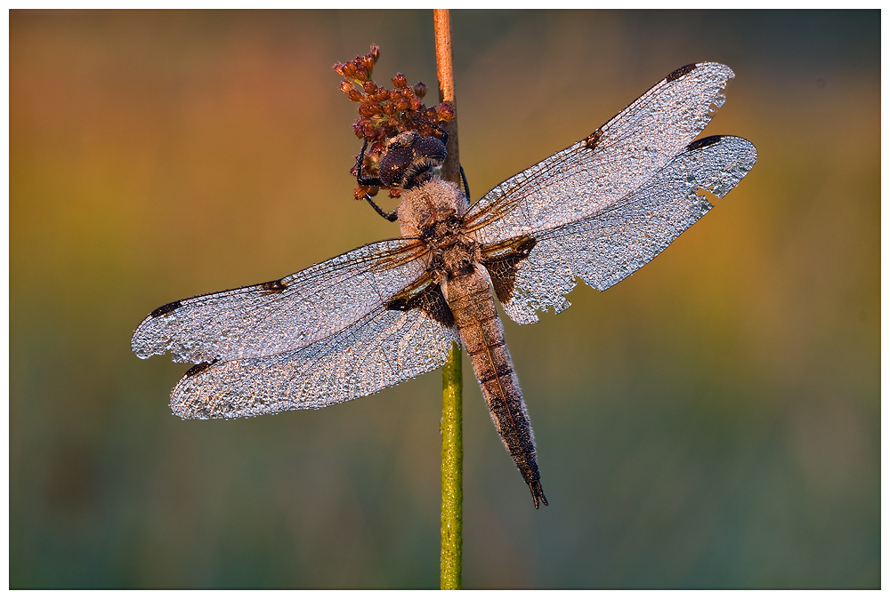 Vierfleck (Libellula quadrimaculata)