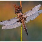 Vierfleck (Libellula quadrimaculata)