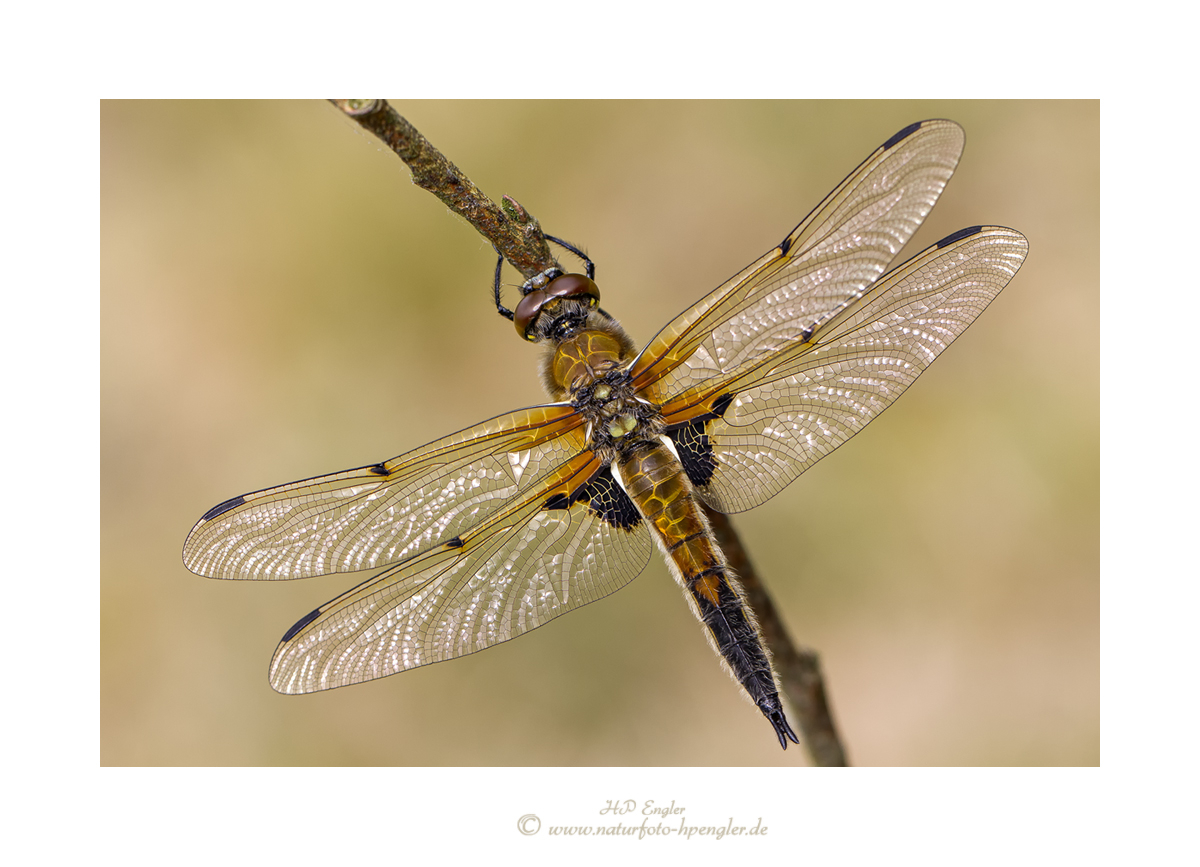 Vierfleck (Libellula quadrimaculata)