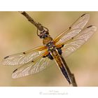 Vierfleck (Libellula quadrimaculata)