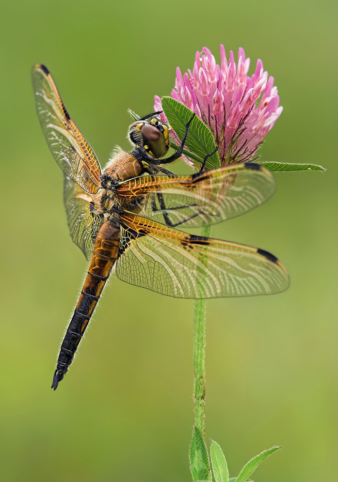 Vierfleck Libellula quadrimaculata