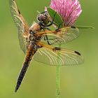 Vierfleck Libellula quadrimaculata