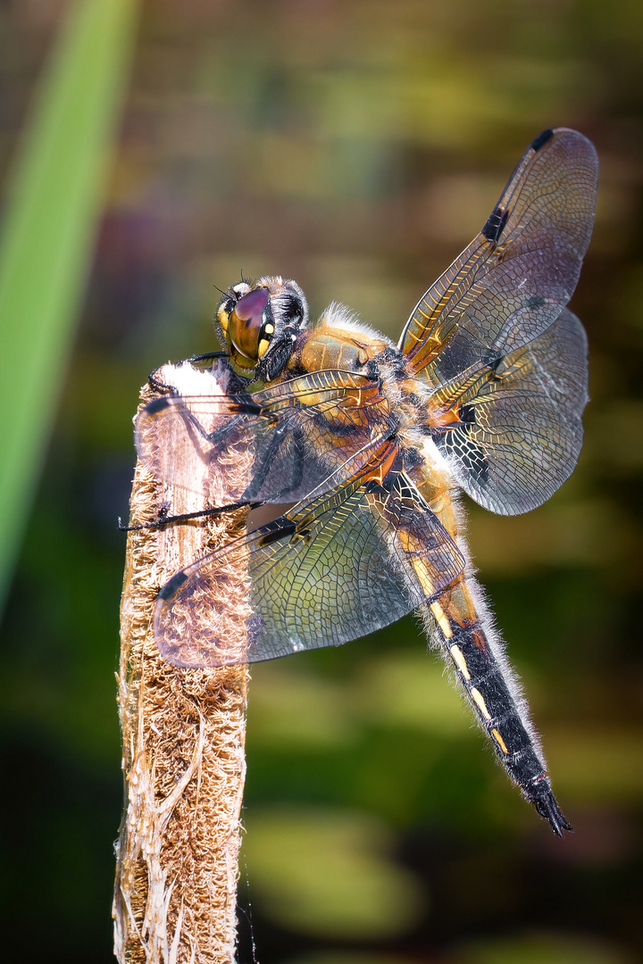 Vierfleck – libellula quadrimaculata