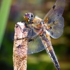 Vierfleck – libellula quadrimaculata