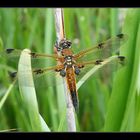 Vierfleck (Libellula quadrimaculata)