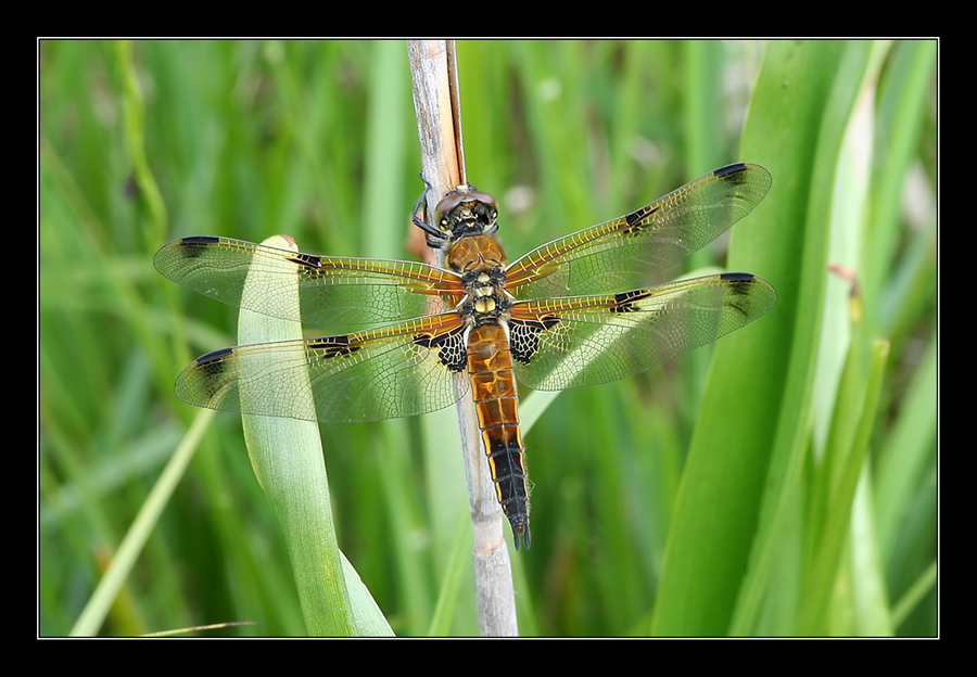 Vierfleck (Libellula quadrimaculata)