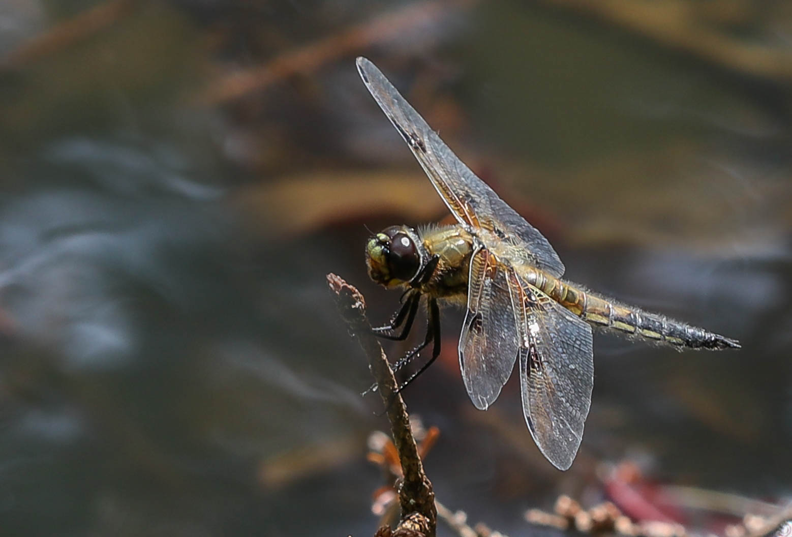 Vierfleck (Libellula quadrimaculata)