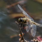 Vierfleck (Libellula quadrimaculata)