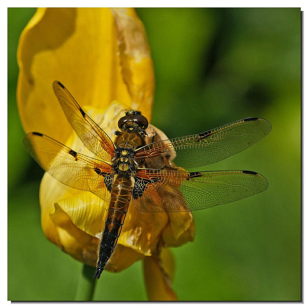 Vierfleck [Libellula quadrimaculata]