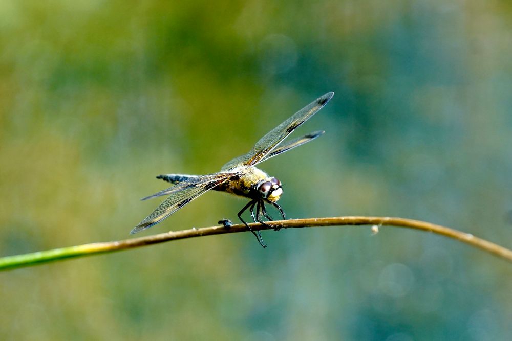 Vierfleck (Libellula quadrimaculata)