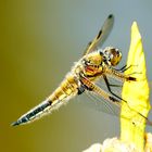 Vierfleck (Libellula quadrimaculata)