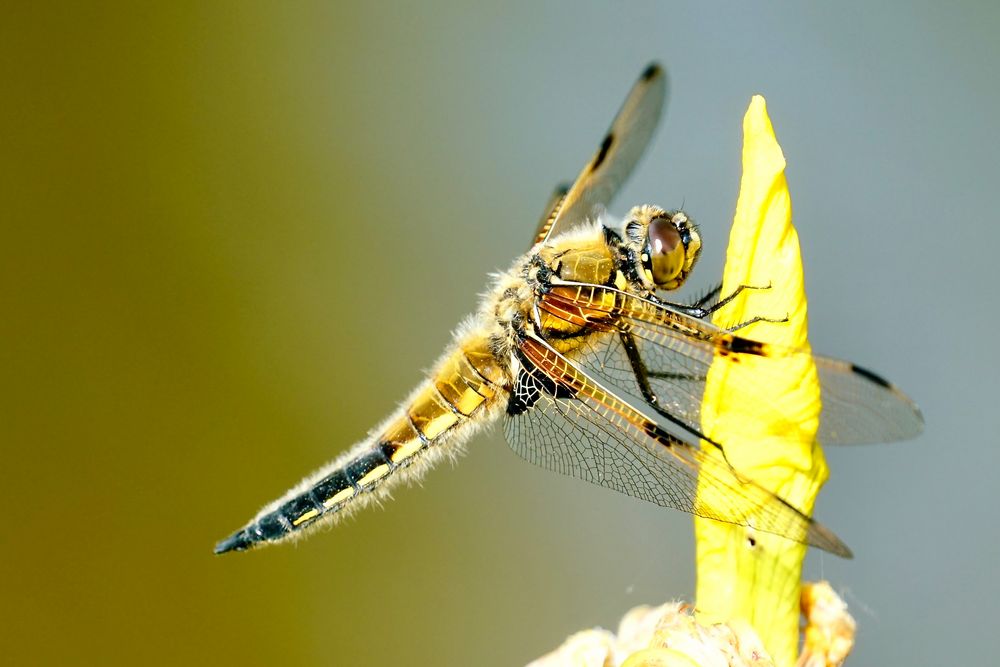 Vierfleck (Libellula quadrimaculata)