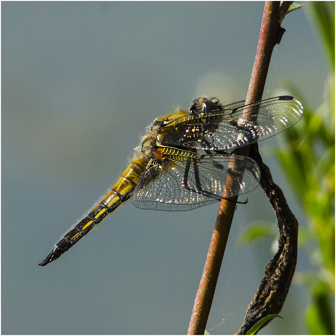 Vierfleck - Libellula quadrimaculata