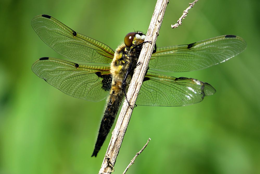 --- Vierfleck (Libellula quadrimaculata) ---