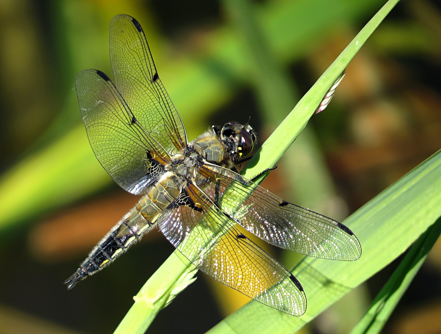 --- Vierfleck (Libellula quadrimaculata) ---